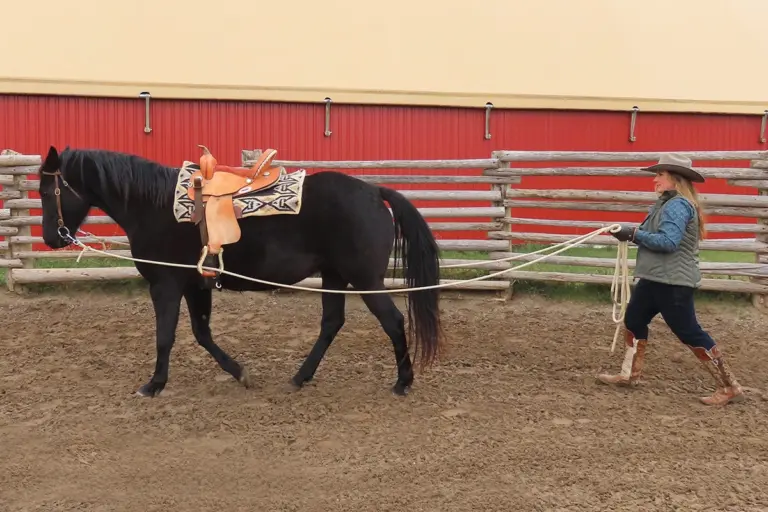 Teach Your Horse to Ground Drive