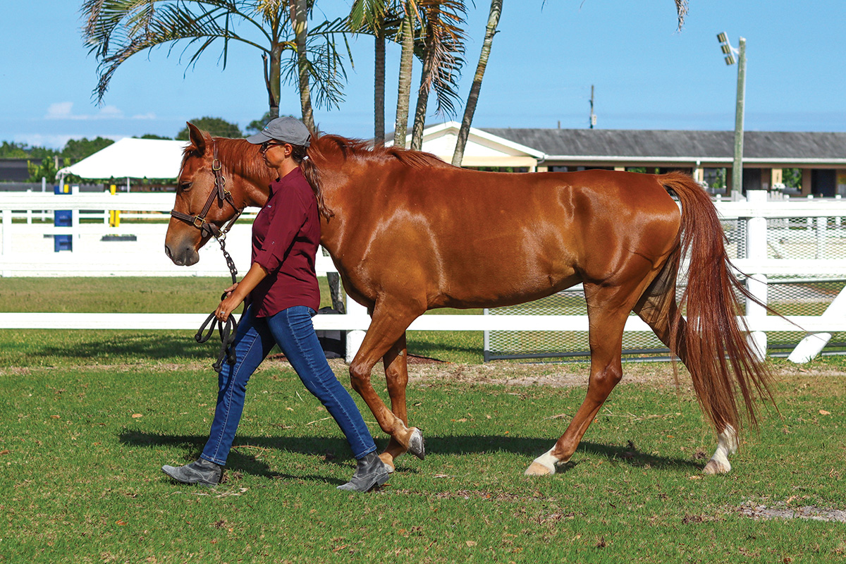 An equestrian leading a tall chestnut