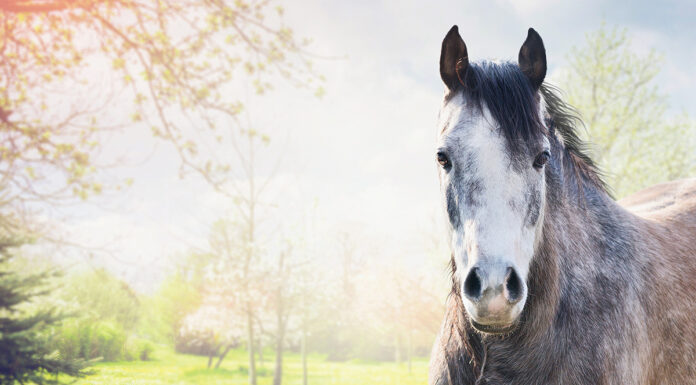 A gray filly in a spring meadow