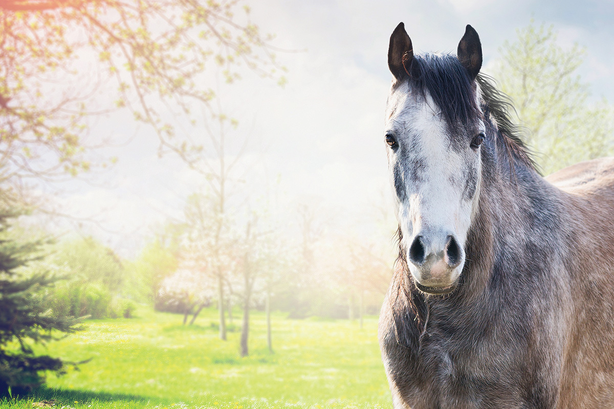 A gray filly in a spring meadow