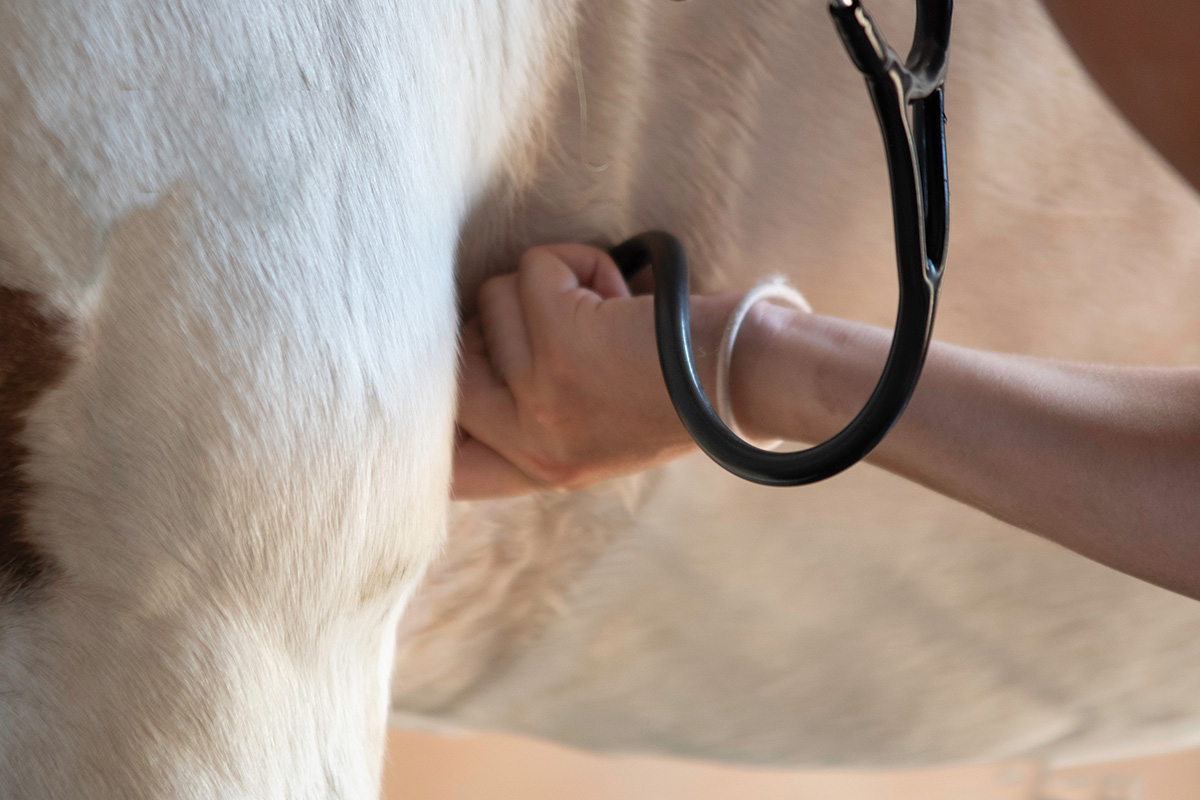 A vet uses a stethoscope to check for heart issues in a horse