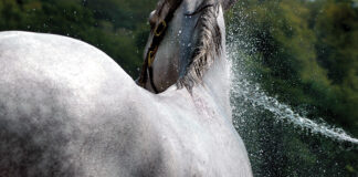 Applying cold water to cool down a horse suffering from heat stress.