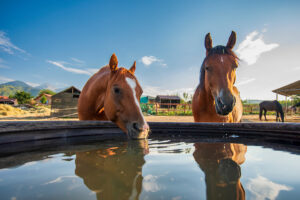 Proper Hydration Maximizes Your Horse’s Nutrient Intake