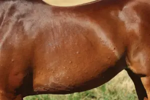 Insect Bite Hypersensitivity in Horses