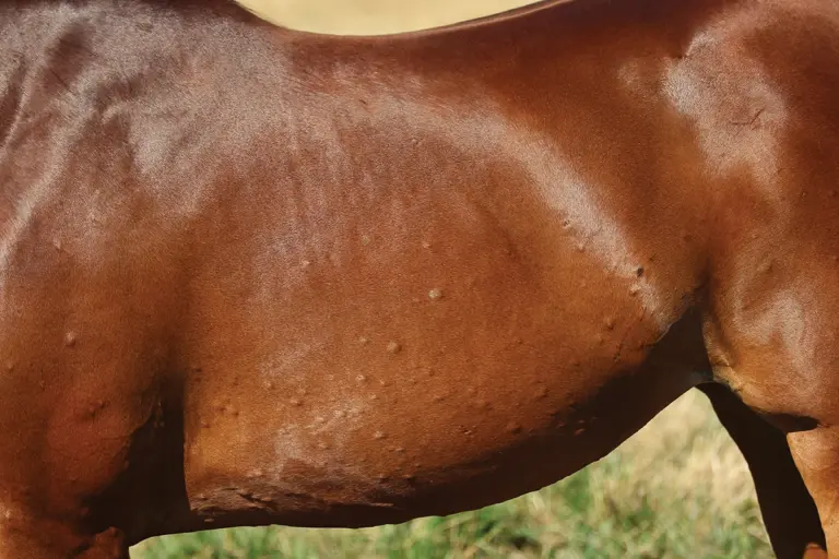 Insect Bite Hypersensitivity in Horses