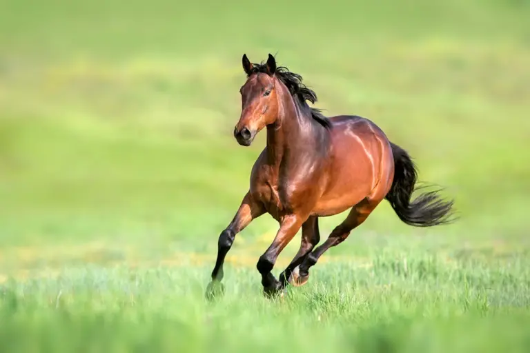 Horse Insurance: The Critical Importance of Full Disclosure 