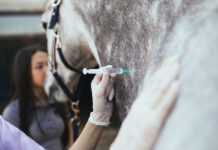 Giving a horse an intramuscular injection
