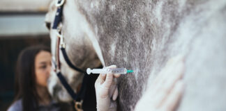 Giving a horse an intramuscular injection
