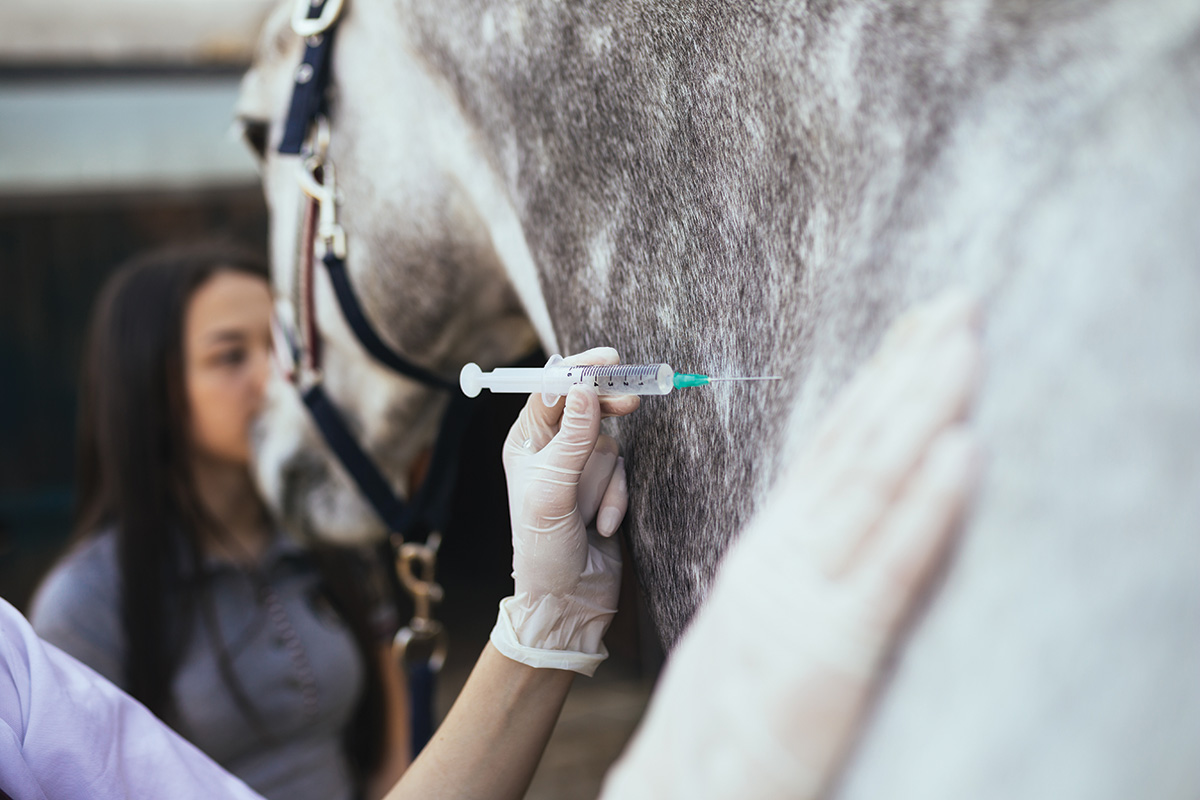 Giving a horse an intramuscular injection