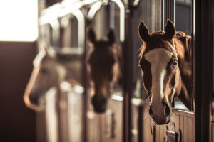 Horsekeeping: Should You Keep Your Horse at Home or Board?