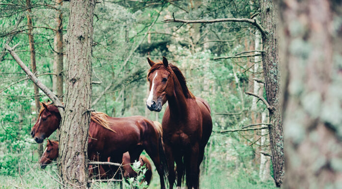 Horses in the woods. The best way to protect horses from possible Lyme disease infection is by limiting their exposure to ticks, which typically occurs when horses are turned out in or ridden through wooded areas.