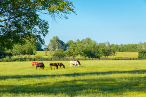 An Overview of Horse Pasture Management