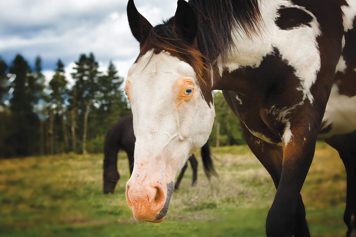 A horse with signs of photosensitization