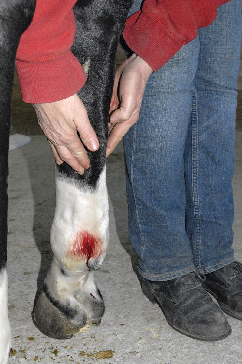 Evaluating a puncture wound in the leg of a horse