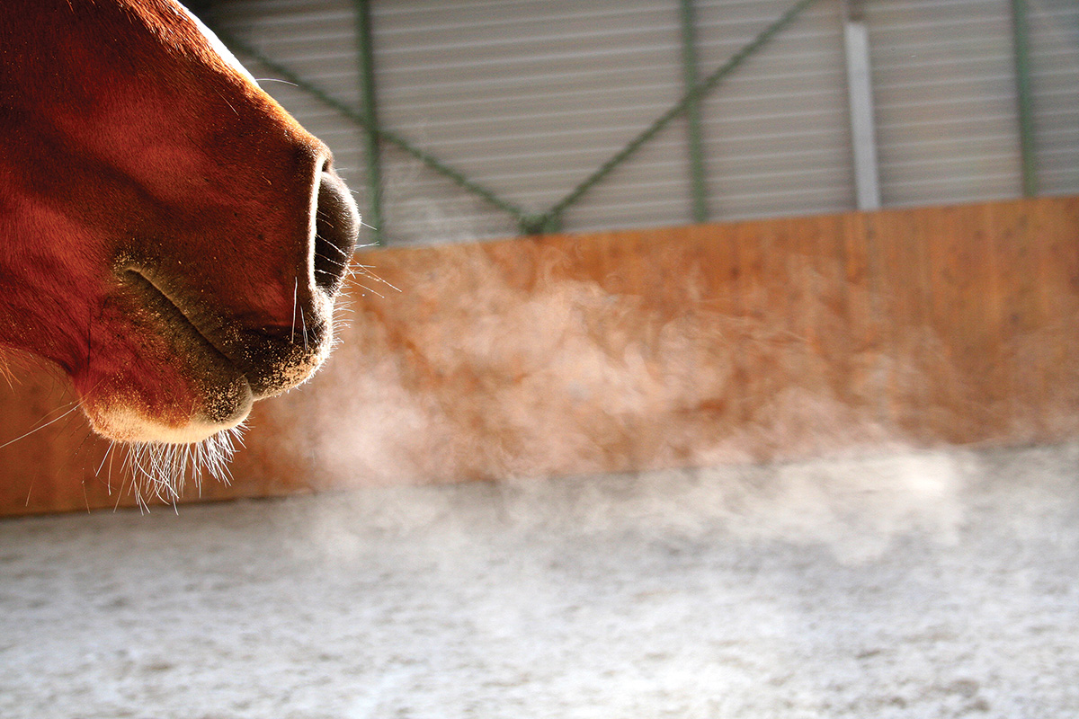 The breath of a horse with a respiratory disease such as asthma