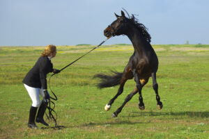 Horse Safety: Why It Wasn’t the Horse’s Fault