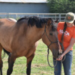 An ASPCA Right Horse worker handles a horse surrendered via a horse owner safety net program
