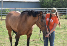 An ASPCA Right Horse worker handles a horse surrendered via a horse owner safety net program