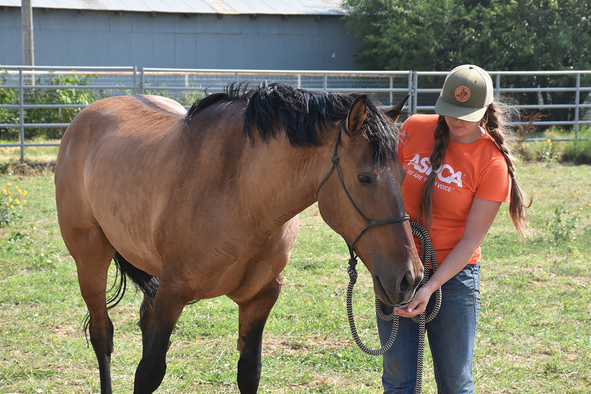 An ASPCA Right Horse worker handles a horse surrendered via a horse owner safety net program