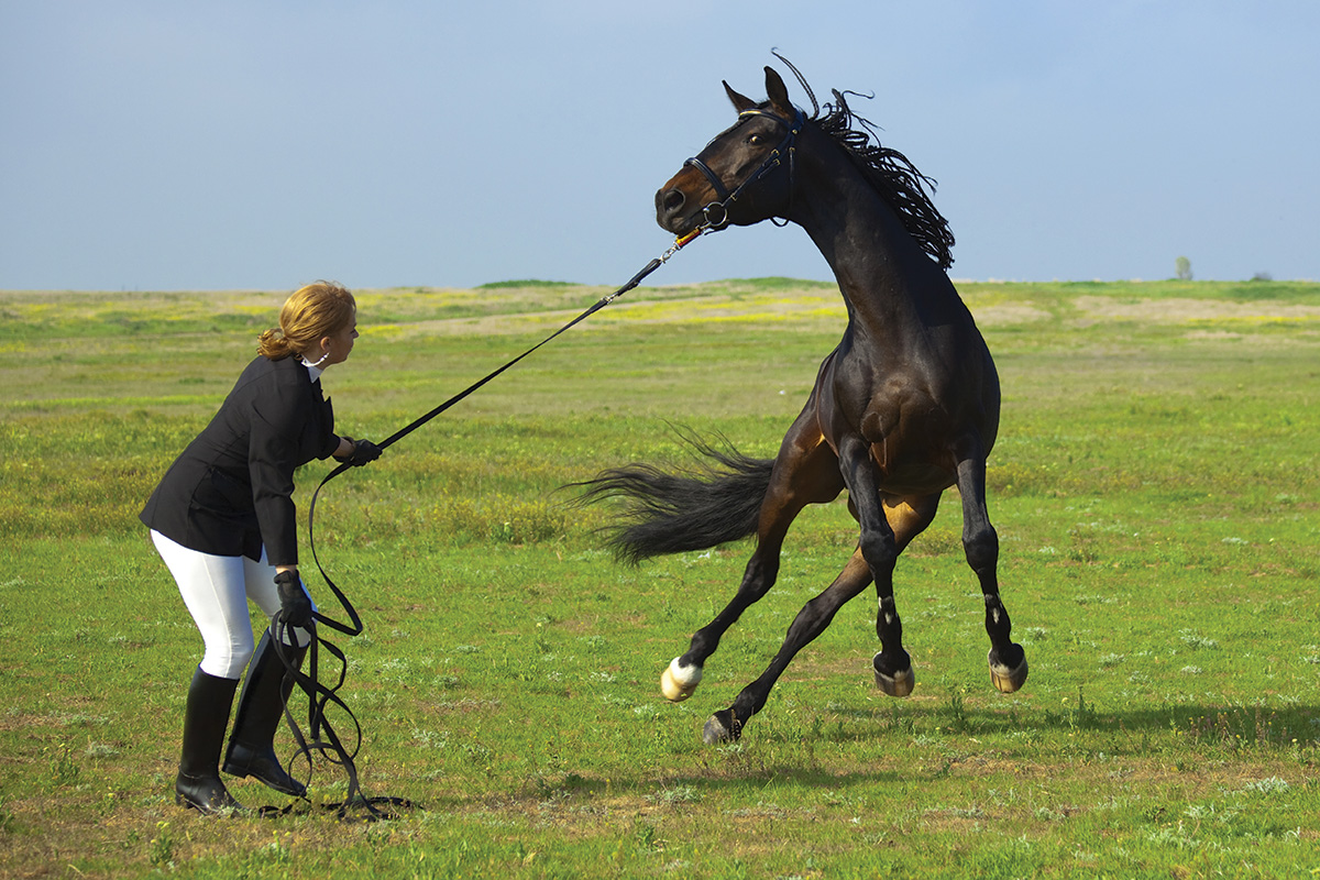 A horse acting up and rearing on the line