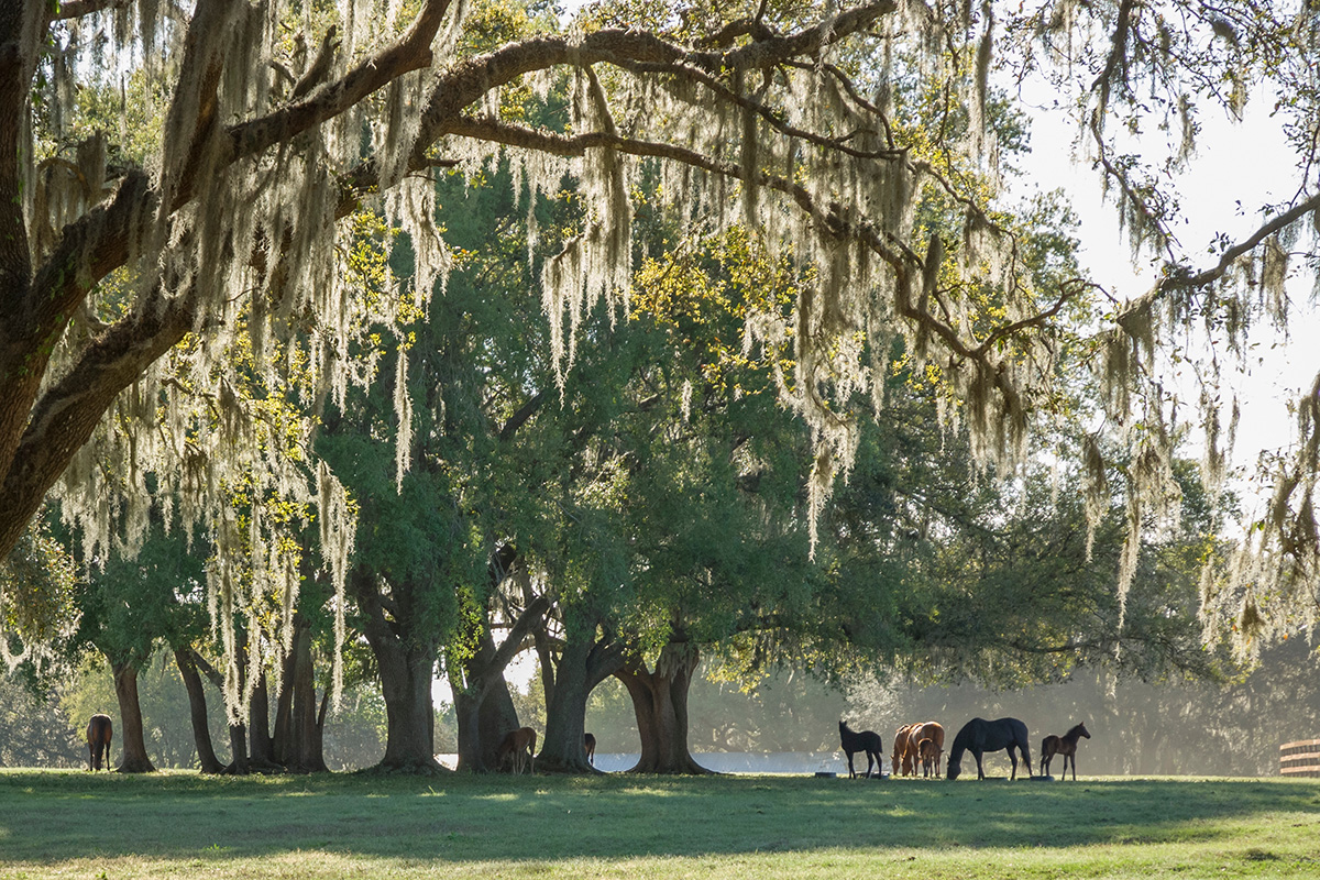Horses under shade trees