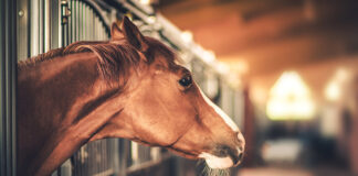 A horse displaying signs of stress.