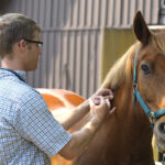 A horse receives a vaccination