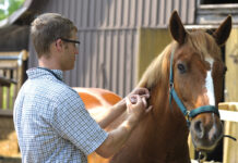 Horse Vaccinations 101