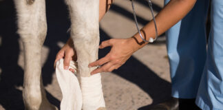 A vet applies a bandage to a leg wound on a horse