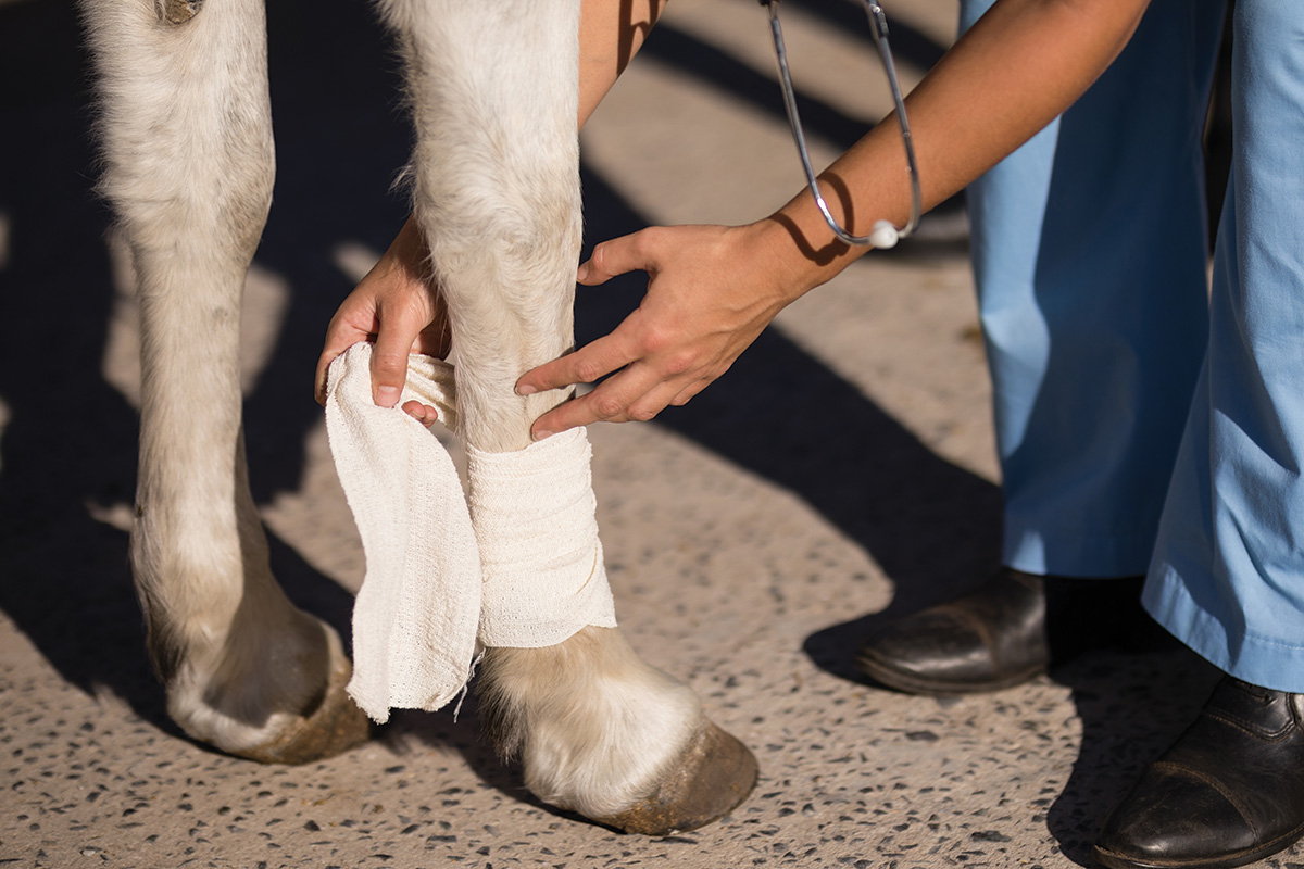 A vet applies a bandage to a leg wound on a horse