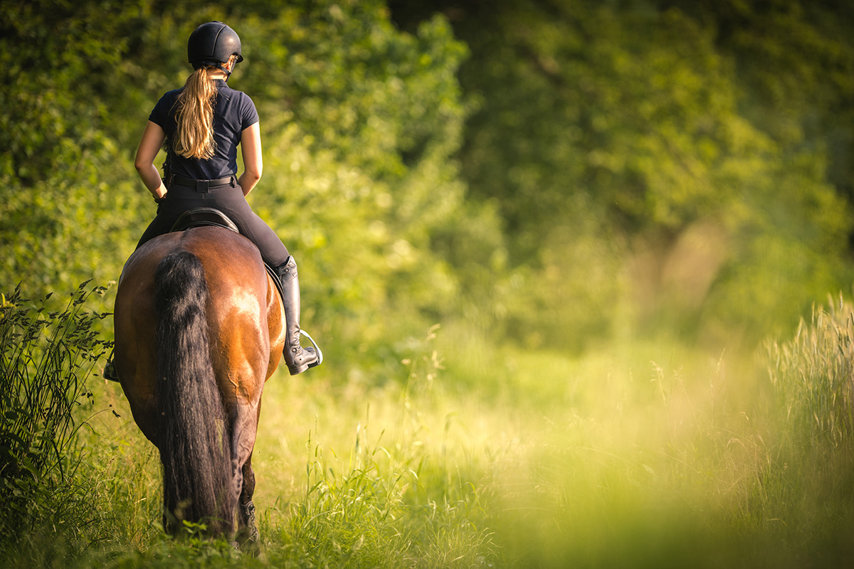 A trail ride through a forested meadow