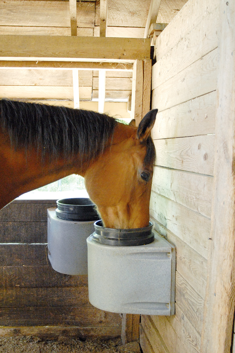 A horse drinks out of an insulated waterer saves on electricity bills, ideal for equestrians amid inflation