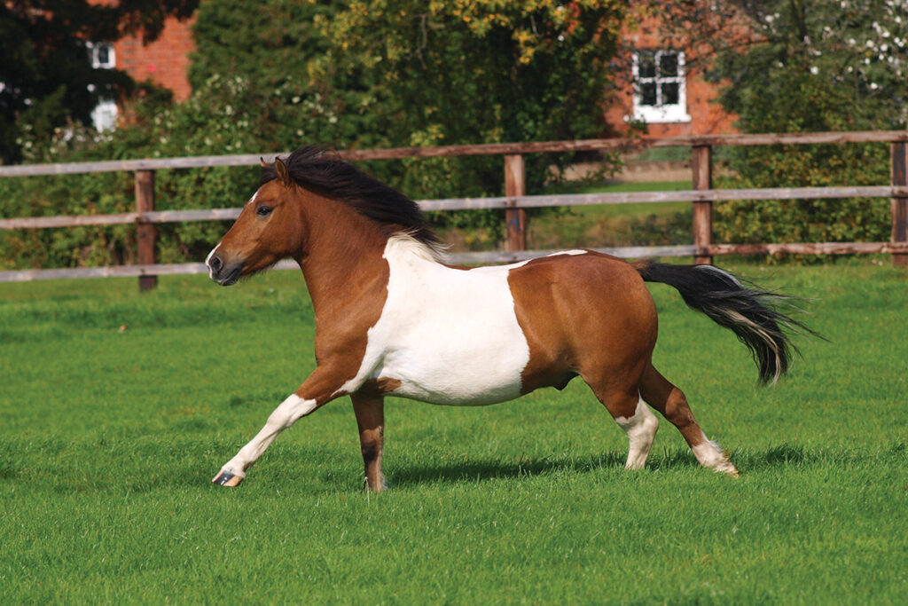 Insulin Resistance in Horses Hoofpick Life Equestrian Magazine