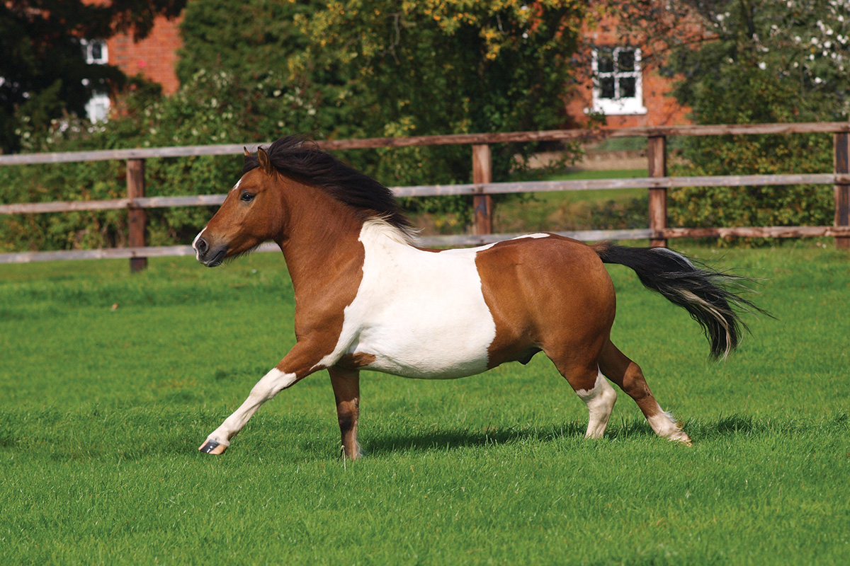 A pinto galloping in a field