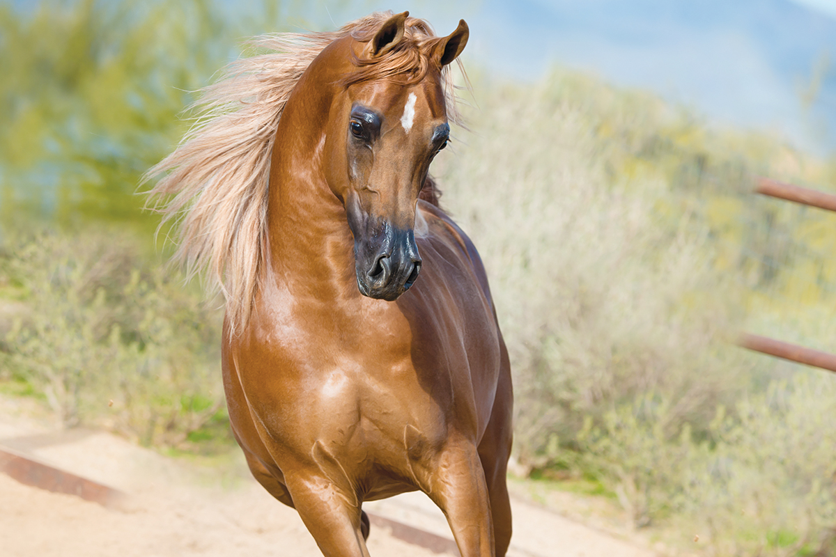 Arabian horse