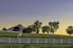 Common Legal Issues in the Horse World