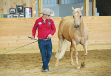 Luke Gingerich performing liberty work with a palomino horse