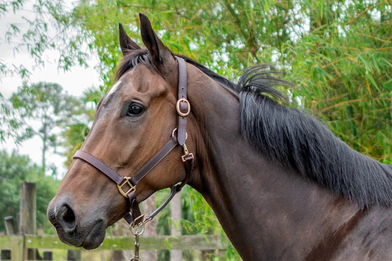 Adoptable horse Macho