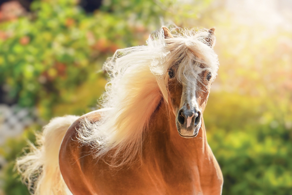 A Miniature Horse with a flowing mane.