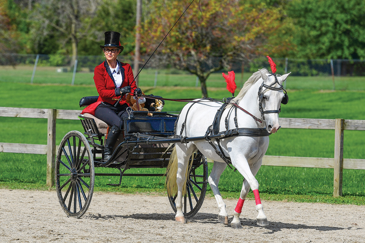 A horse driving in a circus costume at the National Drive