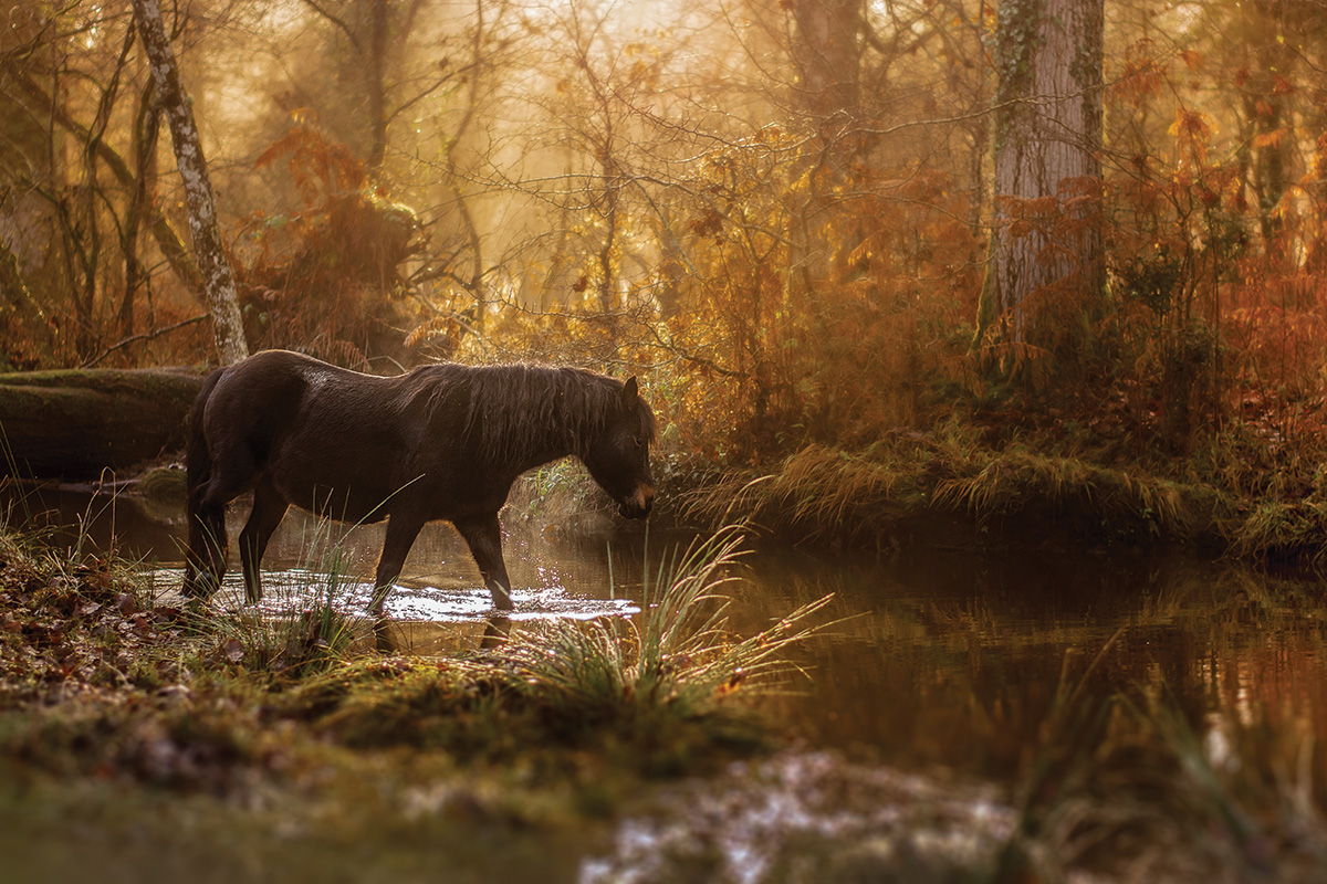 A majestic horse in the fall woods and river