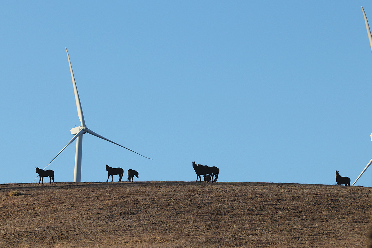 Oak Creek horses beneath Tehachapi Pass wind turbines in California