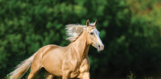 A galloping palomino horse