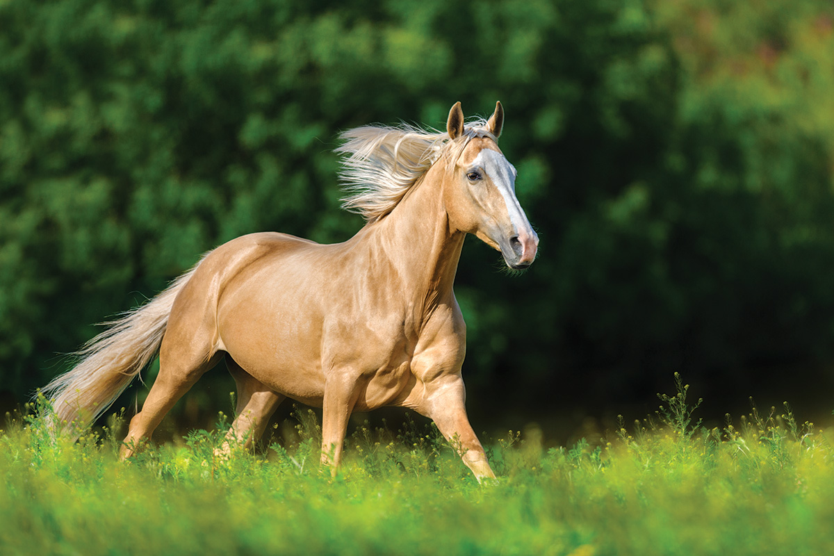 A galloping palomino horse