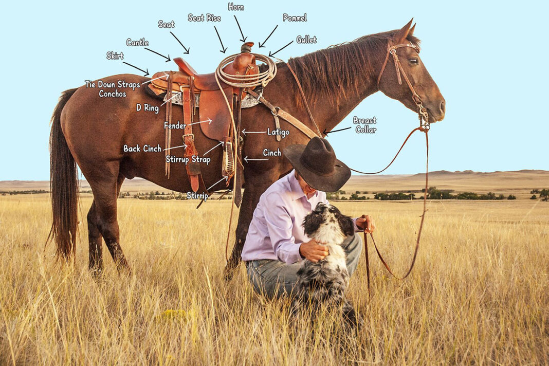 Guide and Quiz to to Parts of a Western Saddle Horse Illustrated