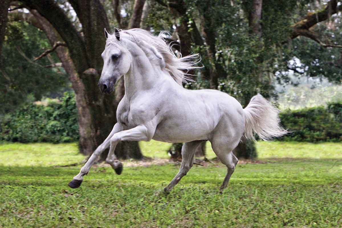 A galloping gray Paso Fino horse