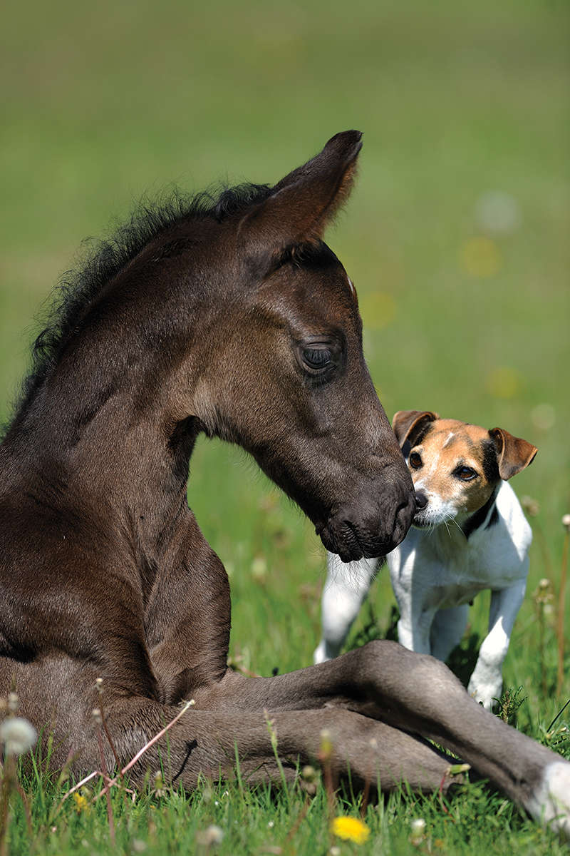 taking pet photos