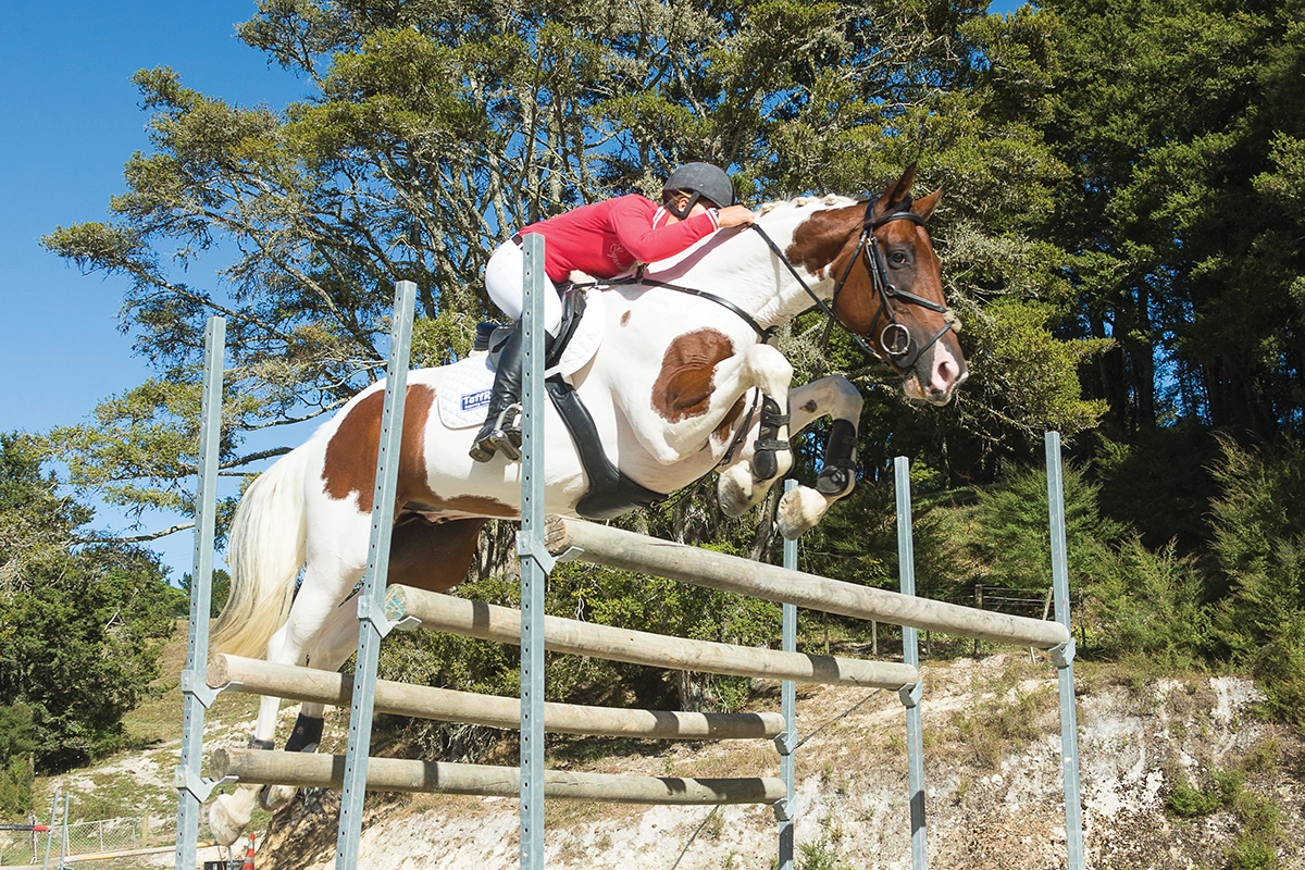 An equestrian jumping a bay tovero.