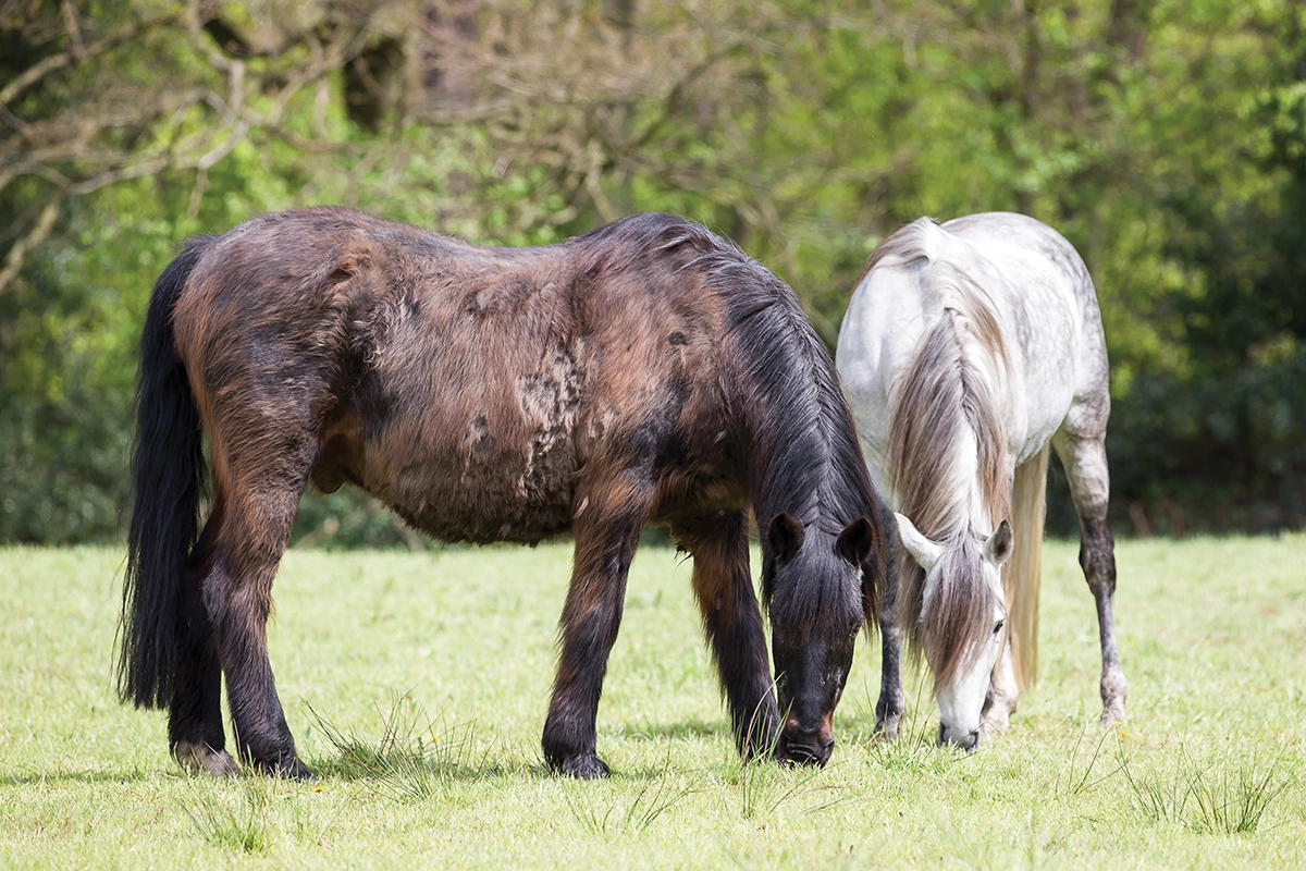 A horse with one of the classic signs of PPID, a long, wavy haircoat.