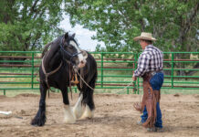 A trainer practices groundwork with a horse to prevent bucking